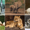 11 érdekes tény az állatokról, amikről el sem hiszed, hogy igazak