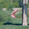178 év óta most először látták ezt a ritka rózsaszín madárfajt Wisconsinban