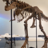 77 millió éves dinoszaurusz-csontváz lett egy árverés tárgya