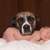 A kutya és az újszülött kapcsolata