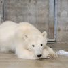 Árva jegesmedvebocsot fogadott örökbe egy alaszkai állatkert