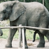 Bizarr! Haldokló elefánt oldalán táncolt egy cirkuszi munkás