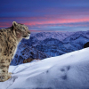 Csodaszép hópárducos képpel nyerte el az Év természetfotósa díjat egy német fényképész