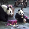 Eljátszotta terhességét a panda, hogy jobban bánjanak vele