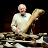 Hazai képernyőre kerül Attenborough legújabb dokumentumfilmje