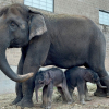 Ikerbébiknek adott életet egy ázsiai elefánt egy New York-i állatkertben!