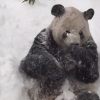 Ilyen felhőtlenül boldog pandát még garantáltan nem láttál!