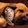 Íme a bizonyíték, hogy létezik kutya-macska barátság!
