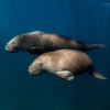 Kihalt Kína gyöngéd óriása, a dugong