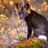 Láttál már fekete rókát? Ha még nem, akkor ki ne hagyd ezeket a ritka képeket!