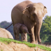 Megható: II. Erzsébet ihlette egy angliai állatkertben született elefántbébi nevét