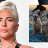 Megkapja Lady Gaga kutyáinak megtalálója az 500 ezer dolláros nyomravezetői díjat?
