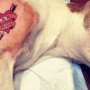 Összetetoválta begyógyszerezett kutyáját a brooklyni pasas