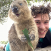 Shawn Mendes egy kis ausztrál szőrmókkal fotózkodott, elolvadt az internet