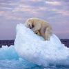 Szundikáló jegesmedve képével nyert közönségdíjat egy amatőr természetfotós