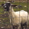 Új YouTube-őrület: sztárok és kecskék duettje
