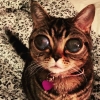 Űrlényszemű macska az internet új sztárja