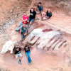 Valószínűleg Európa legnagyobb dinoszaurusz-csontvázát találták meg egy portugál férfi kertjében