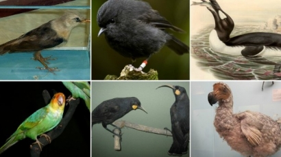 Ezt a 10 madarat már kipusztította az emberiség