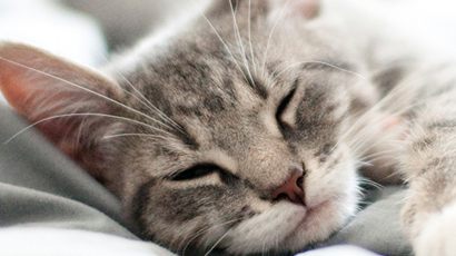 17 tény a macskákról, amiért csak még jobban imádjuk őket