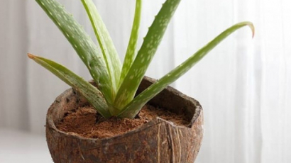 7 növény, amely segít megtisztítani a szobádban a levegőt