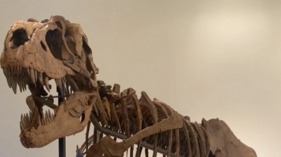 77 millió éves dinoszaurusz-csontváz lett egy árverés tárgya