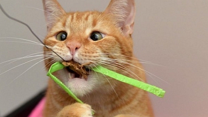 79 őrületes dolog, amit nem tudtál a macskákról