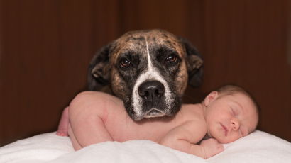 A kutya és az újszülött kapcsolata