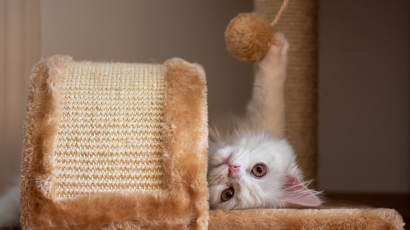 A macska kaparófa szerepe, különféle típusai