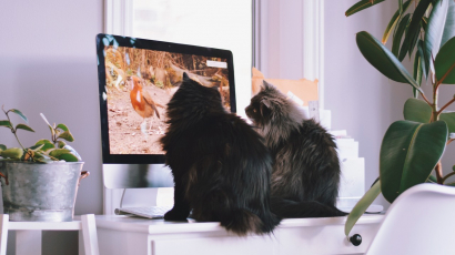 A macskás videók 2022-ben is oldják a stresszt