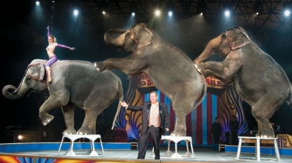 A Ringling Bros. felmenti cirkuszi elefántjait