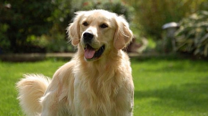 Állati ösztönök — 5 dolog, amit a kutyák kiszagolnak