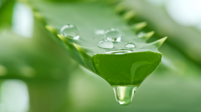 Aloe vera, a csodálatos bőrápoló