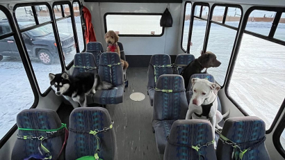 Az internet sztárja lett az alaszkai kutyabusz, amely sétálni viszi a kiskedvenceket