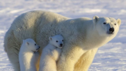 Édesanyjuk mögé bújnak a jegesmedvebocsok, mert megijedtek egy nyuszitól - szupercuki videó