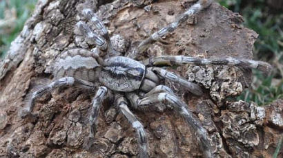 Emberi fej méretű pókfajt találtak