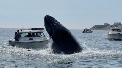 Felugrott a vízből, motorcsónakon landolt egy bálna - videó