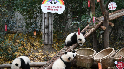 Így ünnepelte a szilvesztert 13 pandabébi - szupercuki videó Kínából
