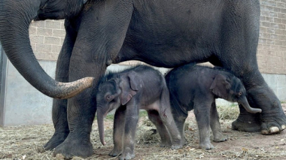 Ikerbébiknek adott életet egy ázsiai elefánt egy New York-i állatkertben!