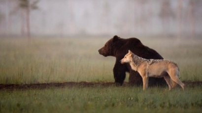 Ilyet még nem láttál: egy farkas és egy medve barátsága