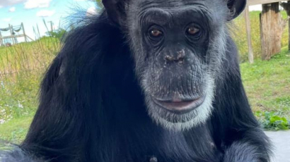 Irtó cuki: így örült a kék égnek a csimpánz, aki évekig laboratóriumban élt