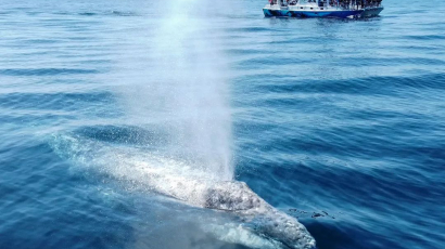 Különleges meglepetés: bálnabébi születéséről készült felvétel Kaliforniában