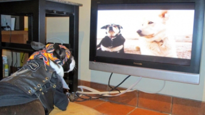 Kutyáknak szóló tévécsatorna indul