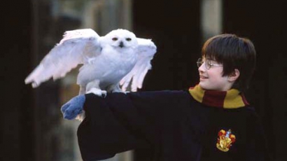 Magukra hagyják baglyaikat a Harry Potter-rajongók