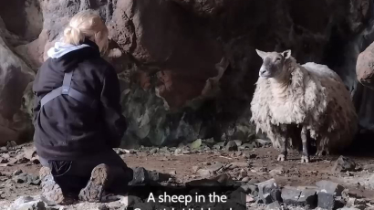 Megmenekült "a világ legmagányosabb báránya" - elképesztő helyen élt 2 évig egyedül