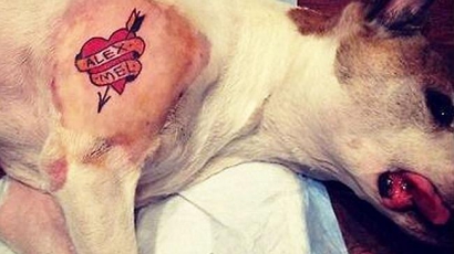 Összetetoválta begyógyszerezett kutyáját a brooklyni pasas