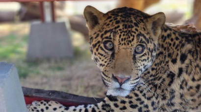 Sárosan, elhagyatottan találtak rá egy jaguárbébire - ma már boldogan él egy kaliforniai állatparkban