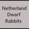 netherlanddwarf