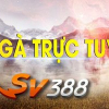 sv388casinowiki