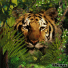 beotiger 067